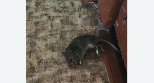 Дезинфекция от мышей в Колпашево