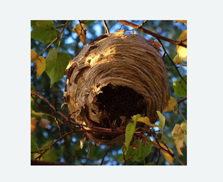 Обработка от шершней в Колпашево