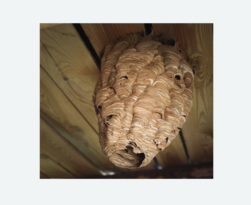 обработка от шершней в Колпашево