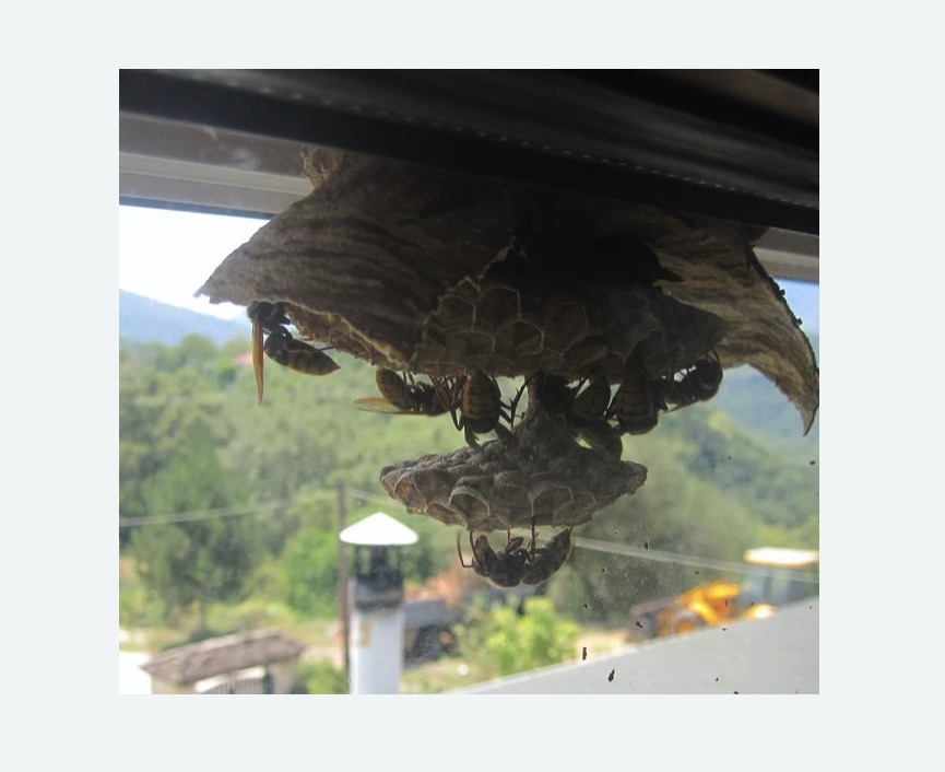 Уничтожение гнёзд шершней в Колпашево