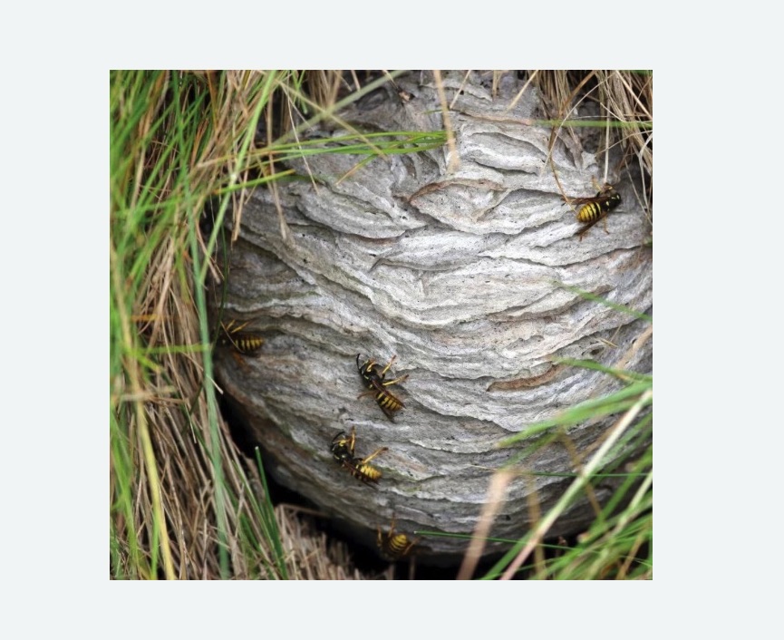 Уничтожение ос и ульев в Колпашево